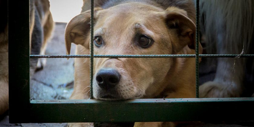 Antrag: Befristete Befreiung von der Hundesteuer