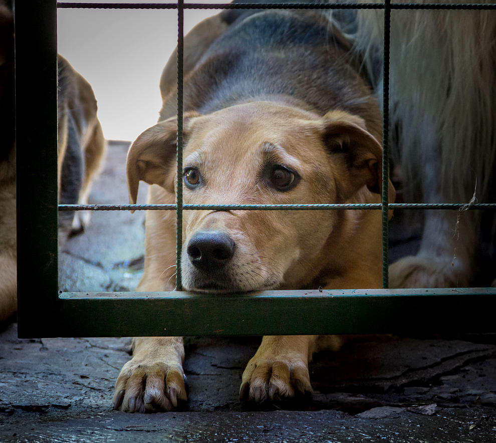 Antrag: Befristete Befreiung von der Hundesteuer